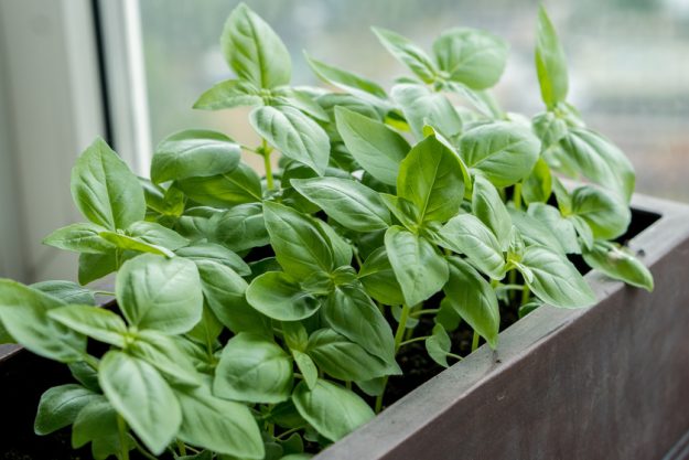 A Guide To Starting Your First Indoor Garden In Senior Independent Living Homes