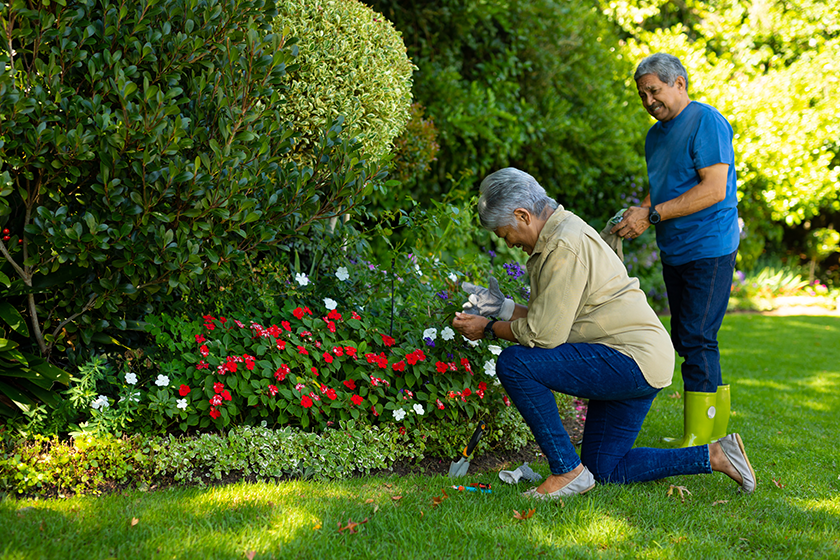 biracial senior woman husband wearing gloves while gardening biracial senior woman husband wearing gloves while gardening