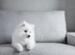 japanese tip spitz