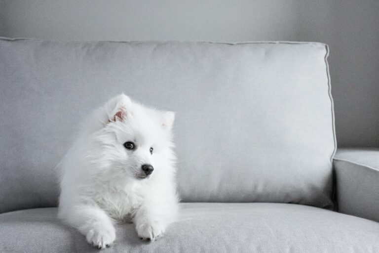 japanese tip spitz