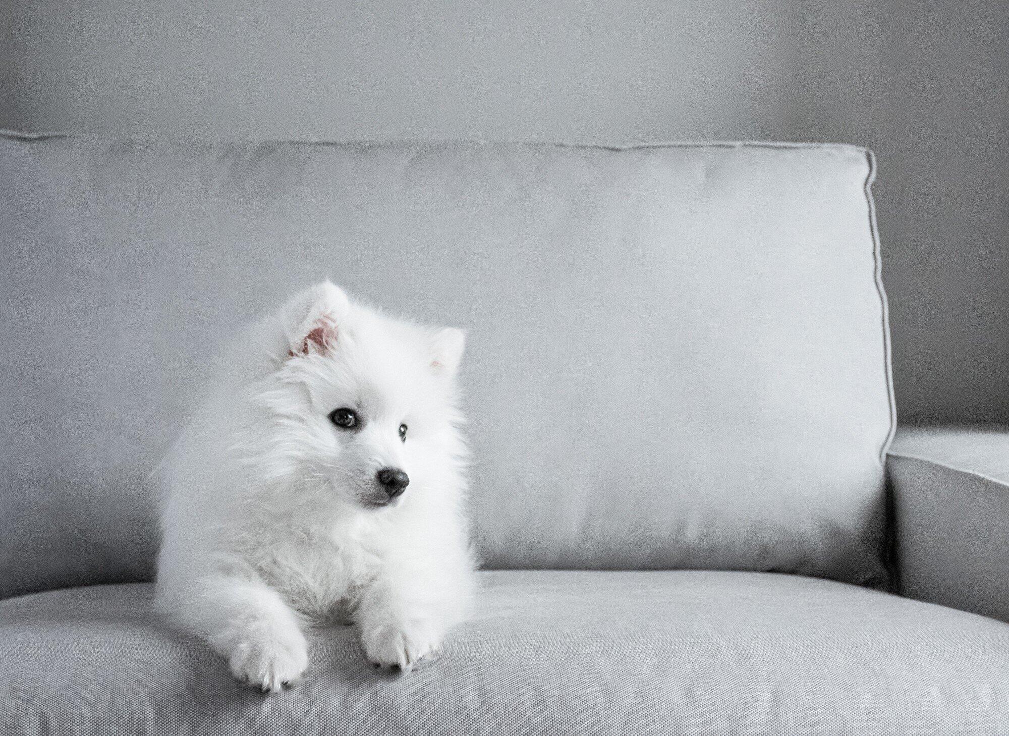 japanese tip spitz japanese tip spitz
